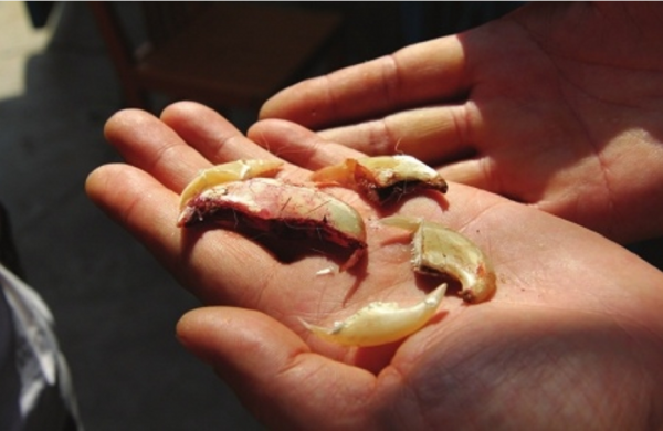 揭秘江湖騙局！真虎骨到底長什麼樣？地攤上假虎骨是怎麼製成的？