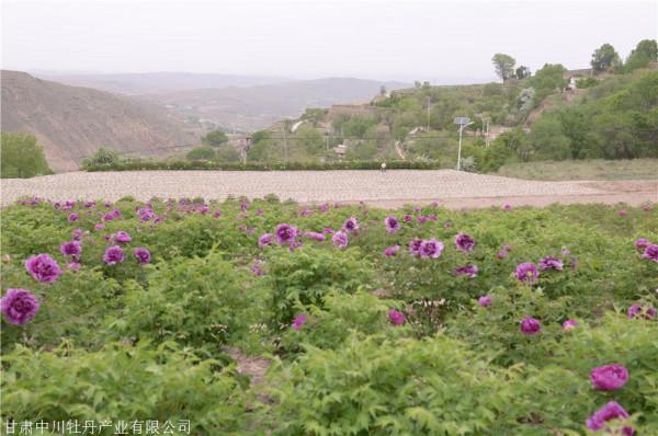 冬季怎麼修剪樹牡丹（紫斑牡丹），你知道嗎？