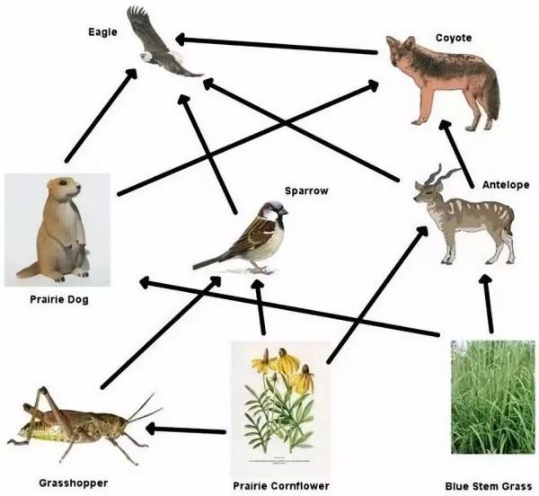 隨處可見的麻雀竟然都是“進口的”,我國本地麻雀去哪了? 隨處可見的麻雀竟然都是“進口的”,我國本地麻雀去哪了?