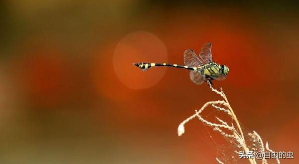 蜻蜓目之小團扇春蜓