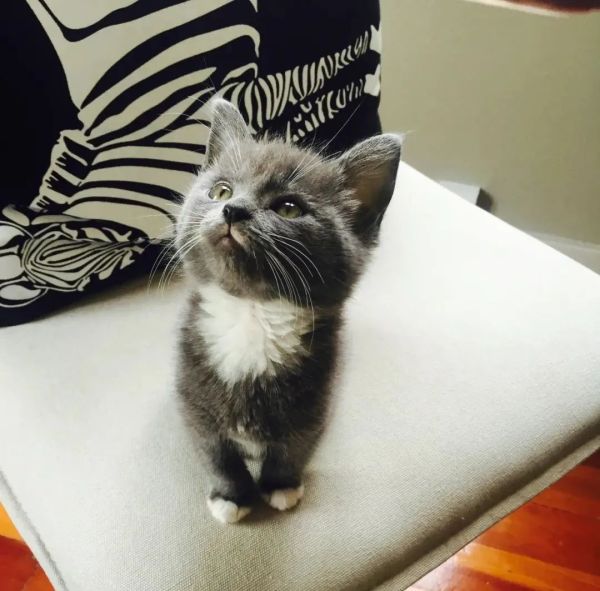 華人注意!紐西蘭動保機構向你求助:在這個夏天成為它們的寄養父母吧 華人注意!紐西蘭動保機構向你求助:在這個夏天成為它們的寄養父母吧