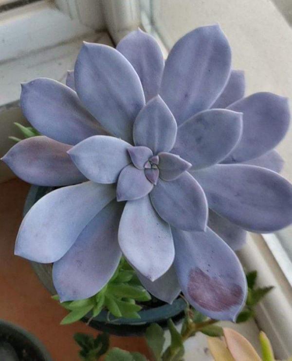 秋天養6種多肉,不愁養護,還特別容易爆盆 秋天養6種多肉,不愁養護,還特別容易爆盆