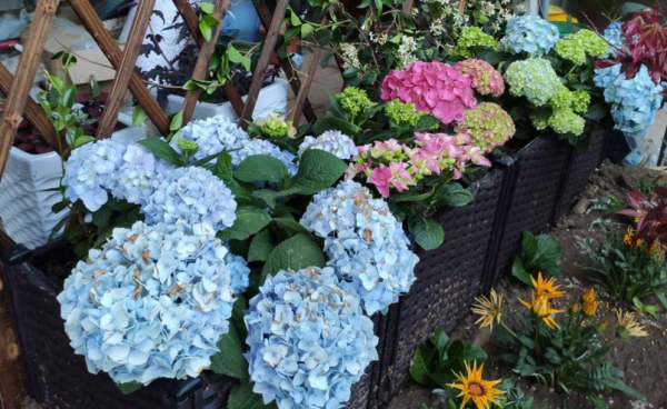 8種花園植物冬天幹葉枯萎，這是“假死”，好好伺候來年開花翻倍