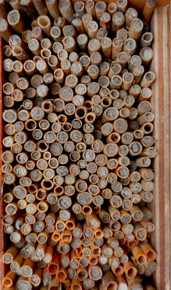 科普 | “小身材大用處”的昆蟲屋