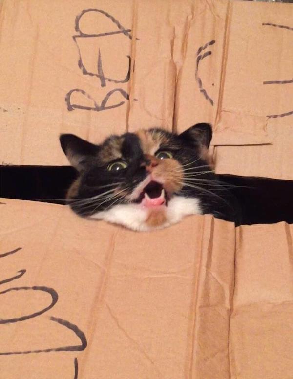 22 張可愛的動物照片,一看就很喜歡的那種 22 張可愛的動物照片,一看就很喜歡的那種