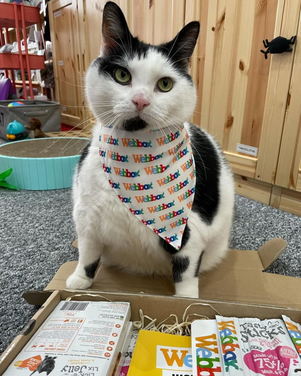 從營養不良的病貓,到長成“肥牛”,中間只差一位愛它的鏟屎官 從營養不良的病貓,到長成“肥牛”,中間只差一位愛它的鏟屎官