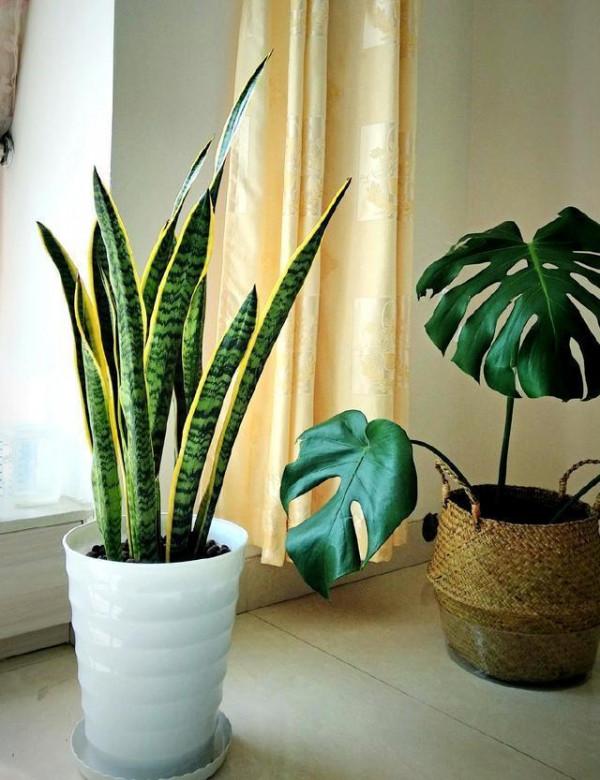 人養花,花亦養人!10種小盆栽,晚上不爭氧,適合養臥室 人養花,花亦養人!10種小盆栽,晚上不爭氧,適合養臥室