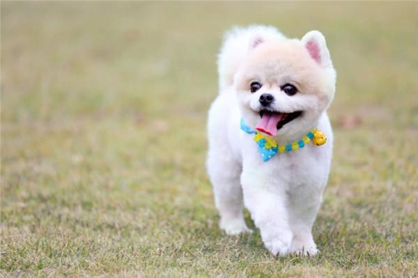 一文告訴你：如何判斷狗狗的年齡，一般看這5個地方就懂了