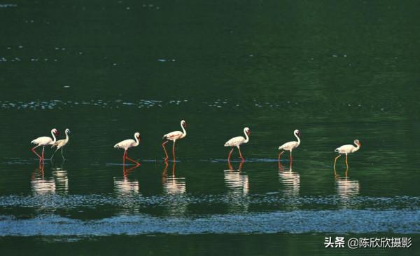 火烈鳥的天堂-博戈里亞湖