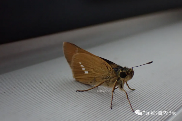 我的自然記錄•蝴蝶（2）