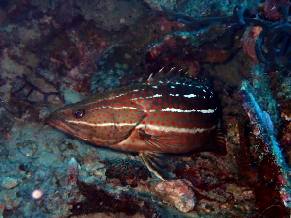 海生物251：白線石斑