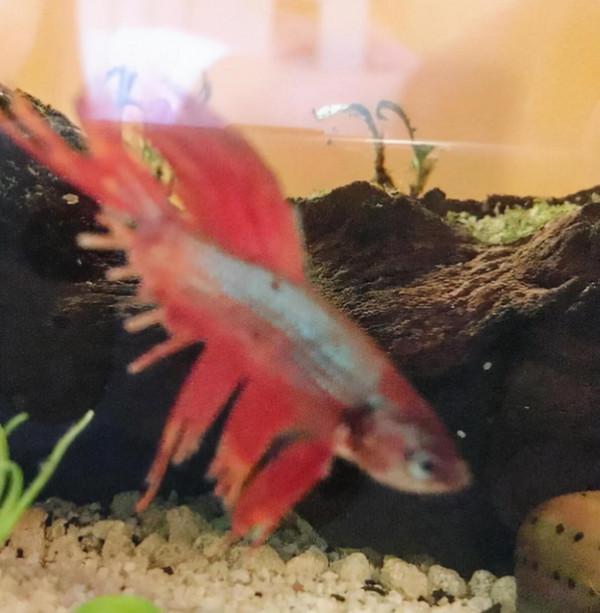 外國妹子救回一條顏色慘白的瀕死鬥魚，兩週後，奇蹟發生