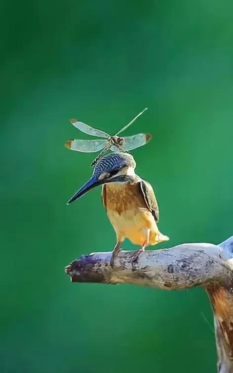 100幅美麗的鳥圖欣賞