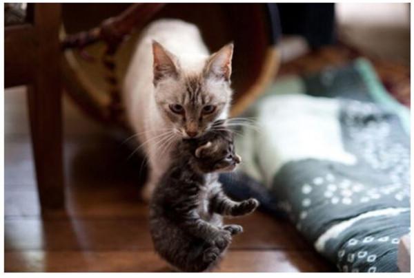 為什麼貓被捏住後頸會變乖?拿捏老虎的後頸,它也會站著不動嗎? 為什麼貓被捏住後頸會變乖?拿捏老虎的後頸,它也會站著不動嗎?