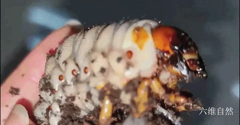 青城山發現兩隻陽彩臂金龜成蟲,還有隻巨型幼蟲,可它們不是家庭 青城山發現兩隻陽彩臂金龜成蟲,還有隻巨型幼蟲,可它們不是家庭