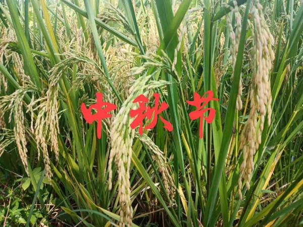 老話說“八月十五看月光,可知來年荒不荒”為何意?怎樣看月光? 老話說“八月十五看月光,可知來年荒不荒”為何意?怎樣看月光?