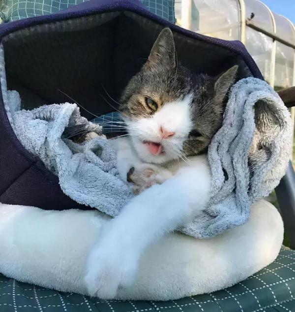 貓咪有面板病貓癬之內的怎麼辦 貓咪有面板病貓癬之內的怎麼辦