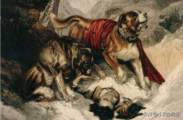 五種大型犬，每種都有強大戰力，它們是怎麼培育出來的？