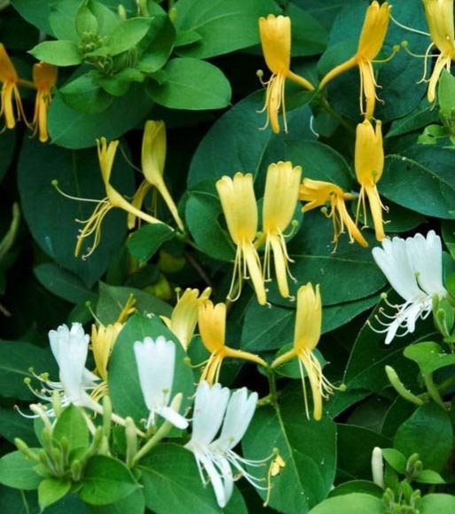 每日中藥——金銀花 每日中藥——金銀花