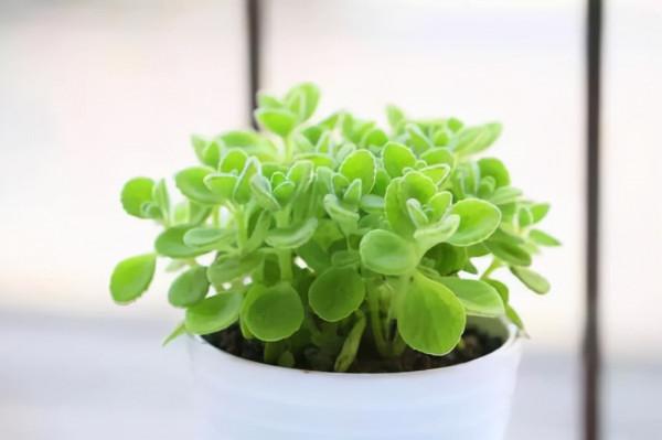 養花時遇到掉葉,長斑,長勢不佳等現象,要查詢原因,及時解決 養花時遇到掉葉,長斑,長勢不佳等現象,要查詢原因,及時解決