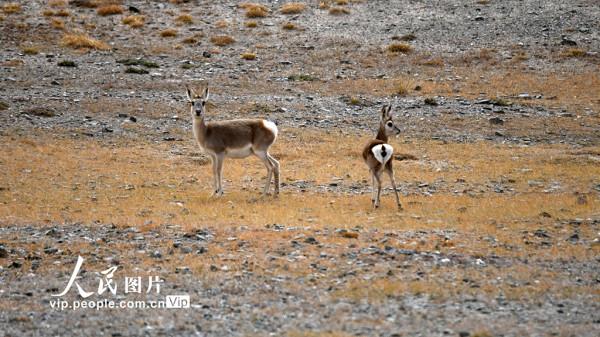 甘肅阿克塞：野生動物的樂園