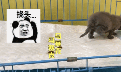 幼貓不排便主人帶去就醫,醫生只開了一劑藥:效果很不錯 幼貓不排便主人帶去就醫,醫生只開了一劑藥:效果很不錯