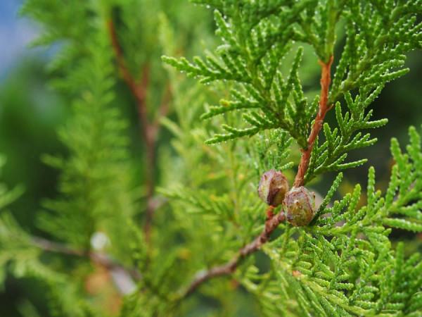 大渡河畔的川西世外桃源，被評為一生中必去古鎮，盛產美人