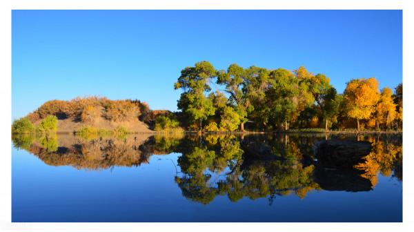 我的天堂胡楊林 我的天堂胡楊林