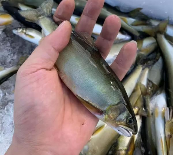 它叫“香魚”，不腥反而有黃瓜香味，出口日本成高檔魚100元1斤