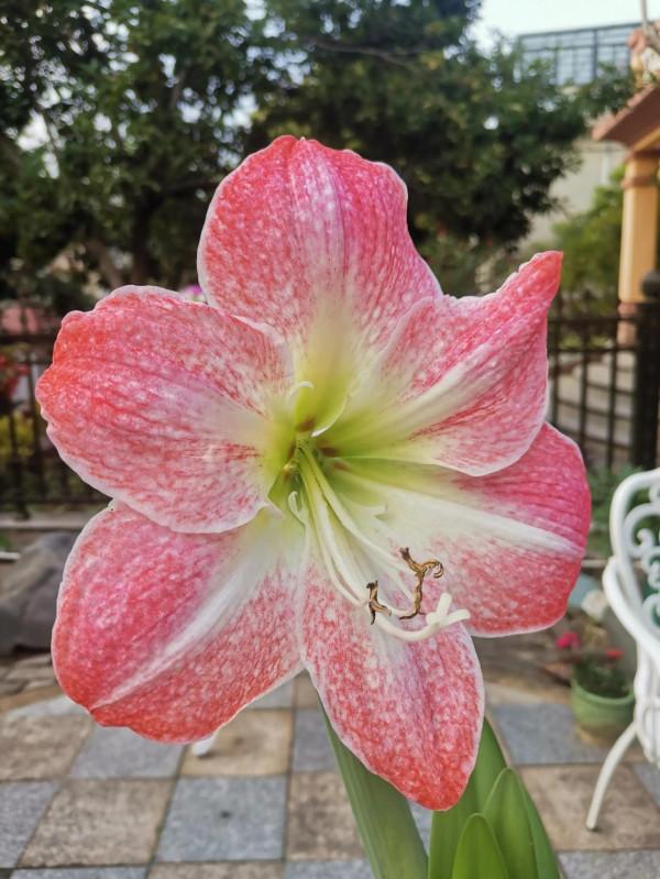 祝大家新年好運連連，鴻運當頭