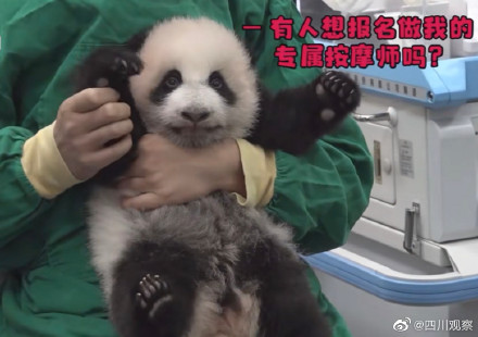 五星好評!熊貓寶寶全身按摩爽到抖腳 五星好評!熊貓寶寶全身按摩爽到抖腳