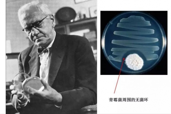 青黴素：一個“意外”發現，卻拯救了數以萬計的生命