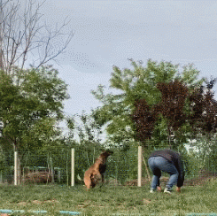 馬犬的彈跳力有多恐怖？那不是跳太高，是飛太低