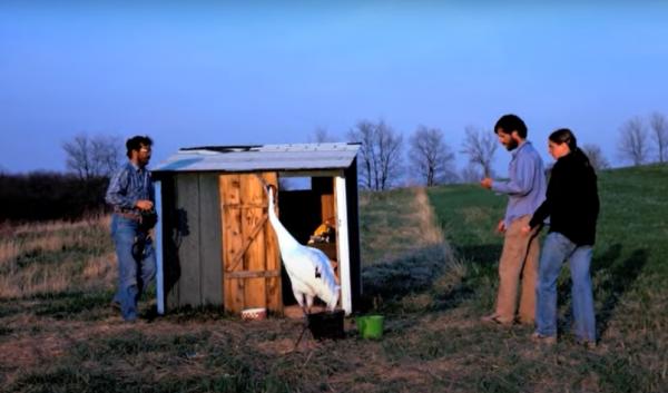 一個男人與一隻鶴的曠世愛情：她一生只愛他一人