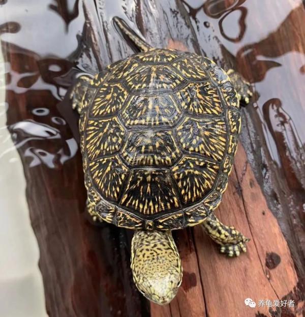 大家都喜歡將這種龜用來散養，難道有什麼特別之處？