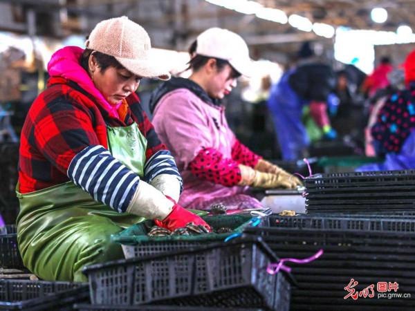 “山東鮑魚”南遷福建轉場越冬