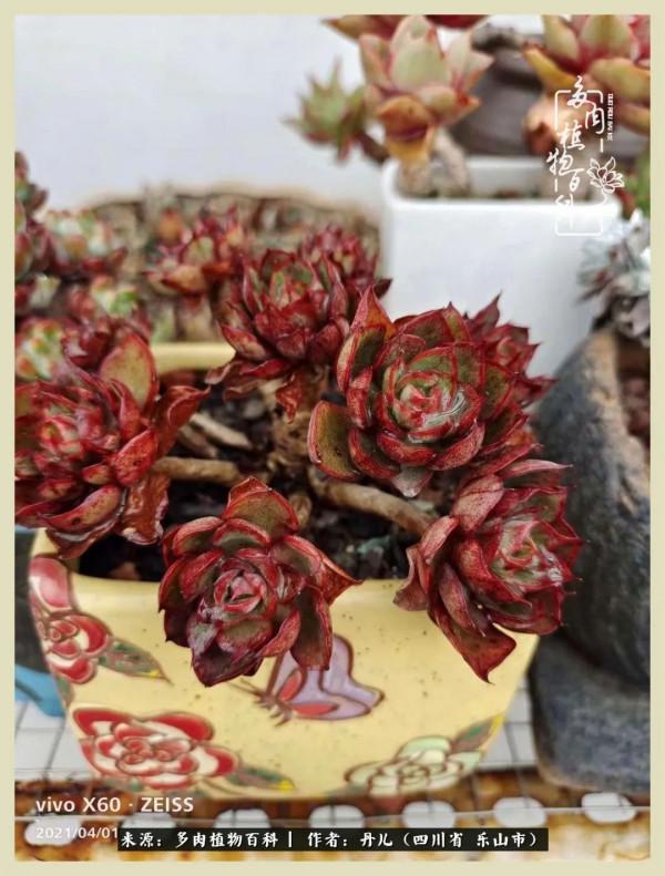 我的長生草秘密花園4：收集整理也是一種快樂