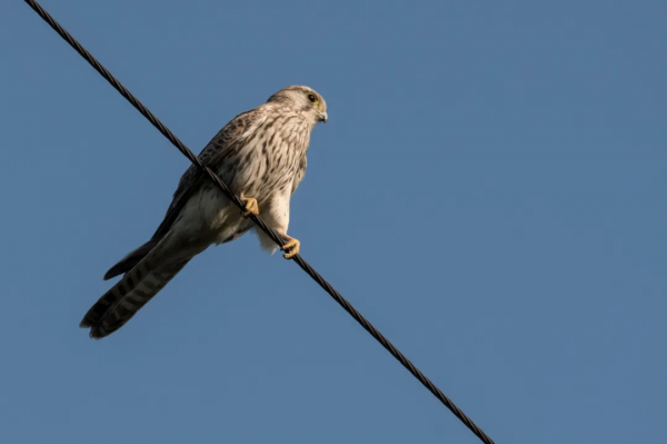 拍鳥記（九十一）天壇拍鳥之雀鷹