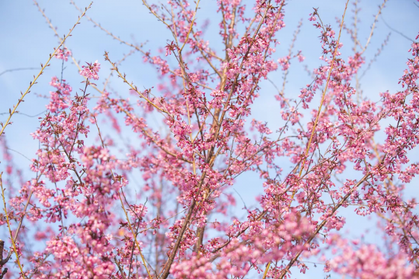 羨慕了！西昌人，你的早櫻美景正在派送中，請接收