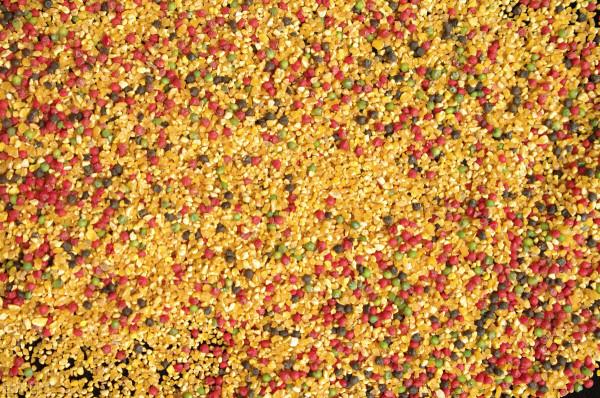 四川特色釣法！冬季釣魚！助你一臂之力！“抖米”釣