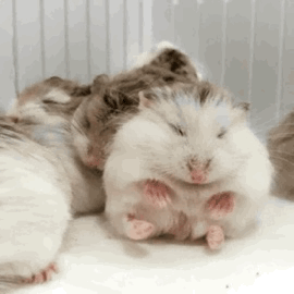 養倉鼠後，生活處處是“驚喜”…