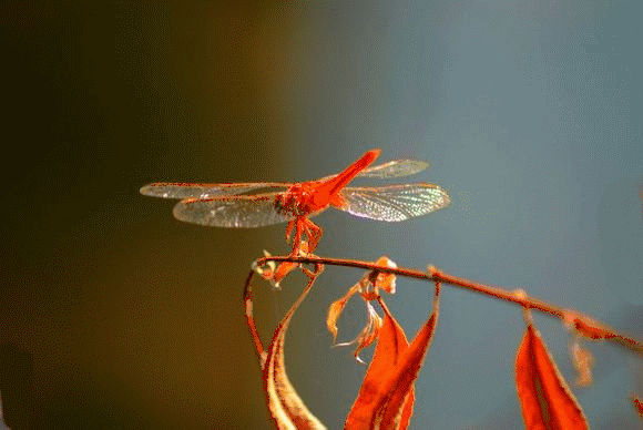 今日秋分《秋分歌》