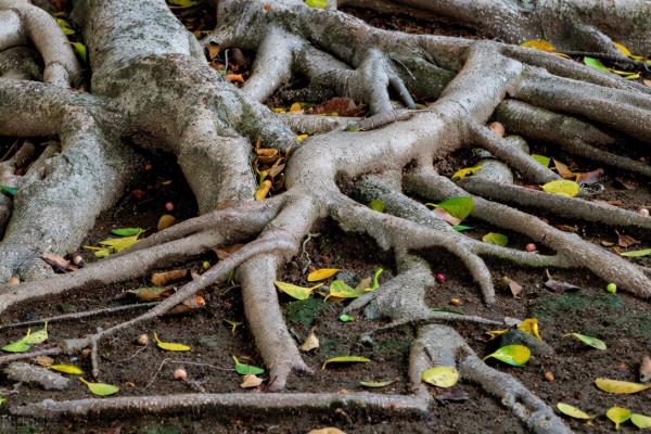 “胃病是窮病?”經常胃脹,中醫5個方法,養脾胃,擺脫消化不良 “胃病是窮病?”經常胃脹,中醫5個方法,養脾胃,擺脫消化不良