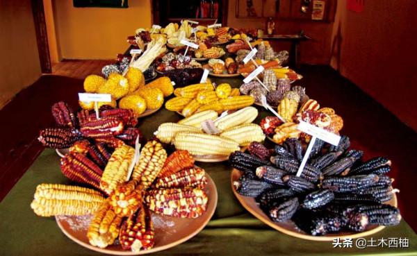 奇特的高原農業、未破解的歷史謎題-揭開馬鈴薯王國的神秘面紗