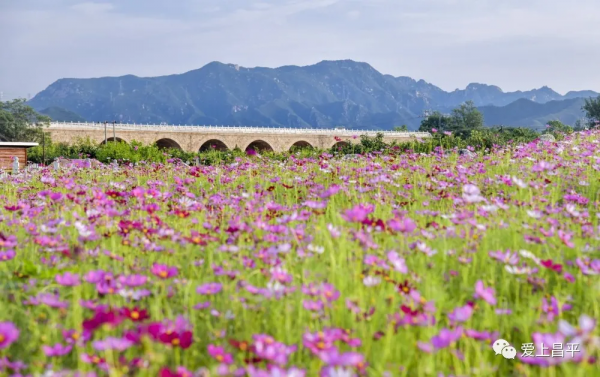 昌平這幾座姿態萬千的橋,每座都連著賞不夠的好風景 昌平這幾座姿態萬千的橋,每座都連著賞不夠的好風景