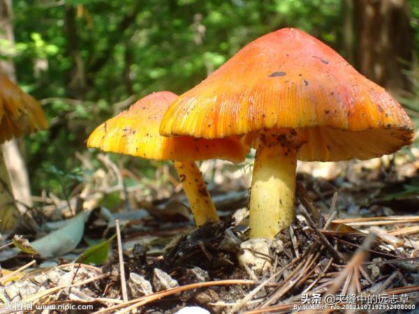 脂肪瘤？送你三味中藥，化痰燥溼，健脾益氣，標本兼治