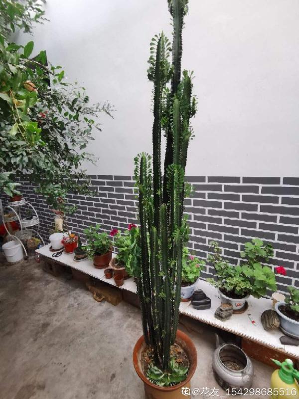 長相“奇葩”的植物，雖然醜，但是特有安全感