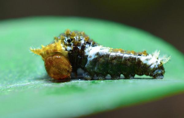 微觀下的不明生物