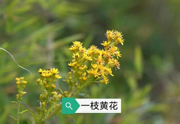 中藥古今研究:一枝黃花 中藥古今研究:一枝黃花