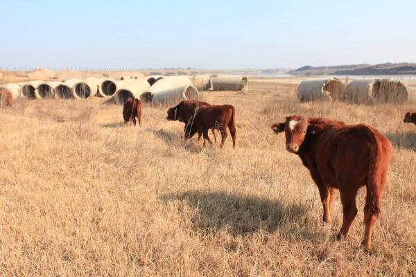 渭河最後的擺渡人，終將消失的古渡口